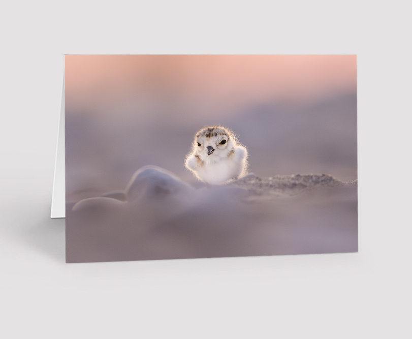Sunset Plover - Photo Card