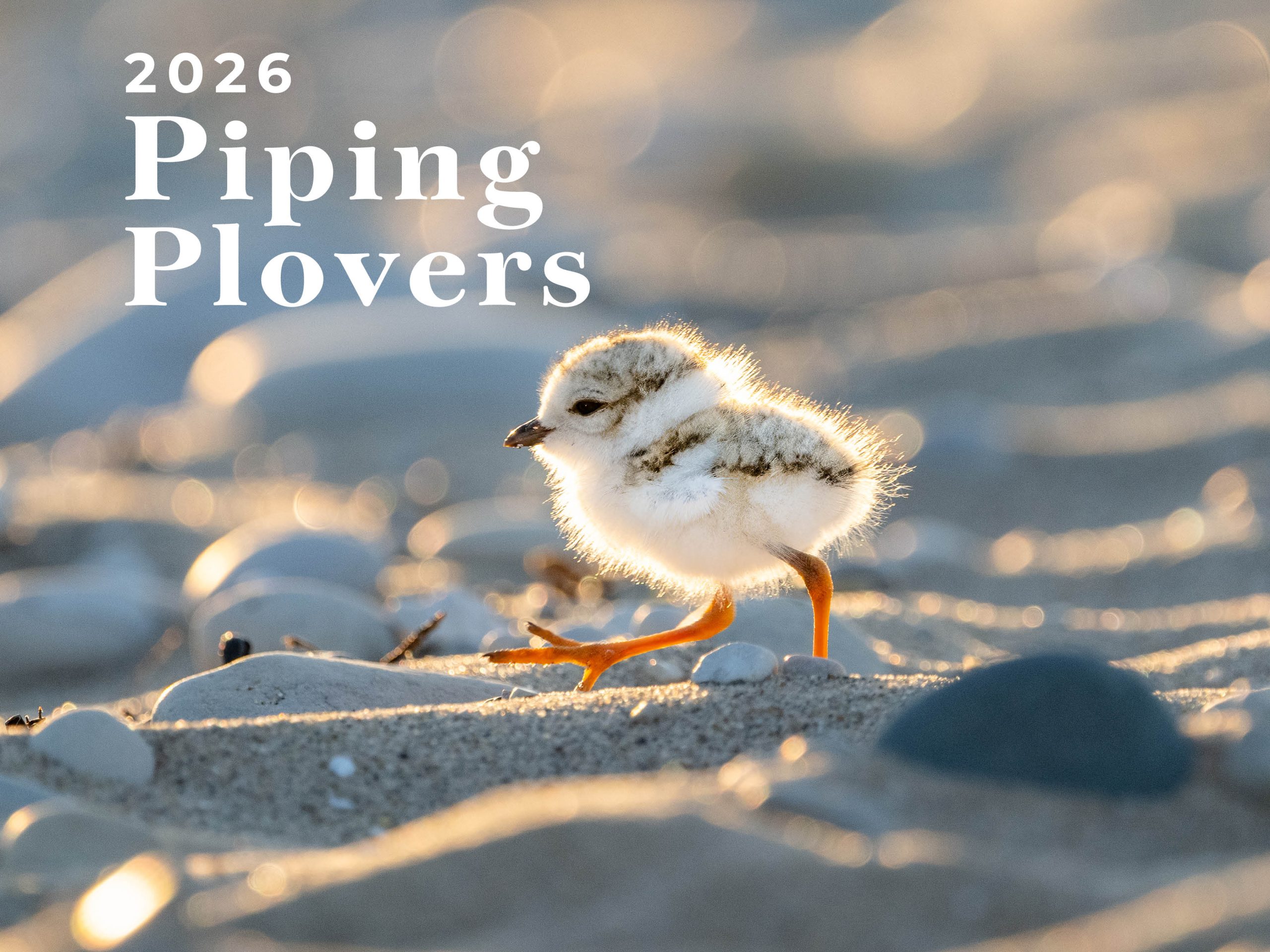 Piping Plover Calendar - 2026