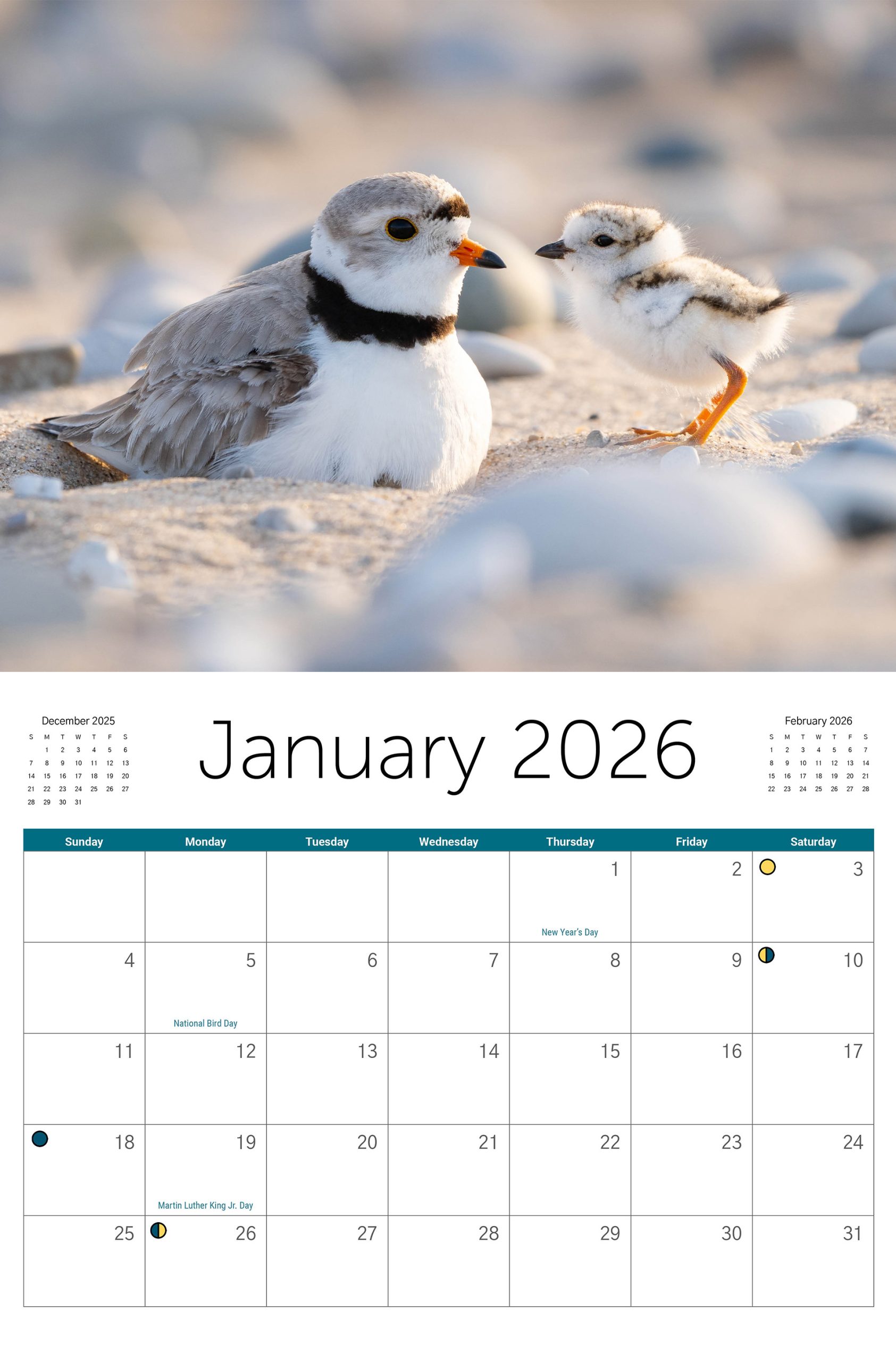 Piping Plover Calendar - 2026